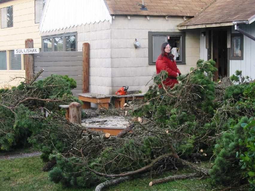 Barb surveys the remains of the tree. At this point we have already cut it down and removed it from leaning on the cabin.