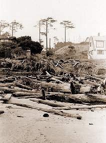 Photo 28: A typical view of Lincoln Beach around 1950. Lots of wood covered the beach.